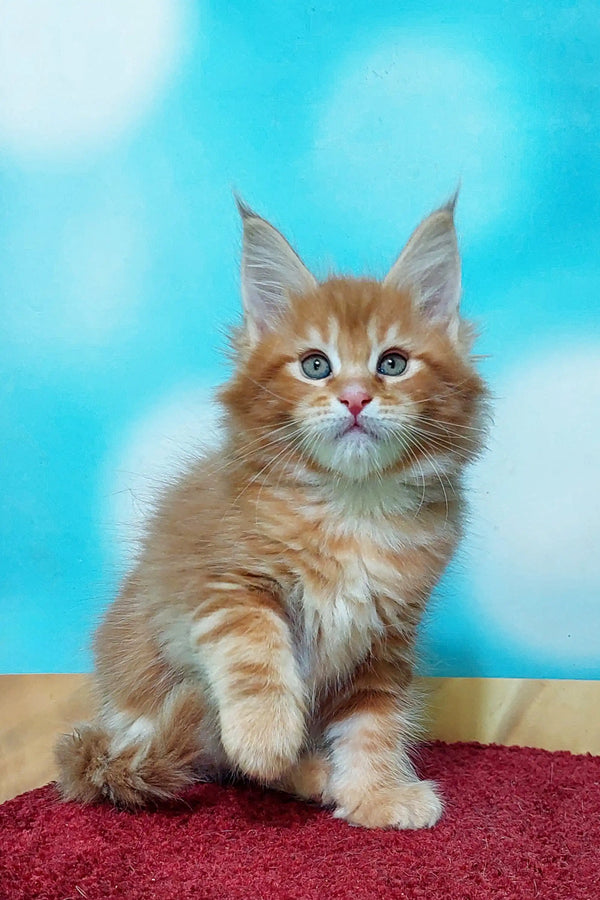 Fluffy Marvel Maine Coon kitten with pointed ears on a bright red surface