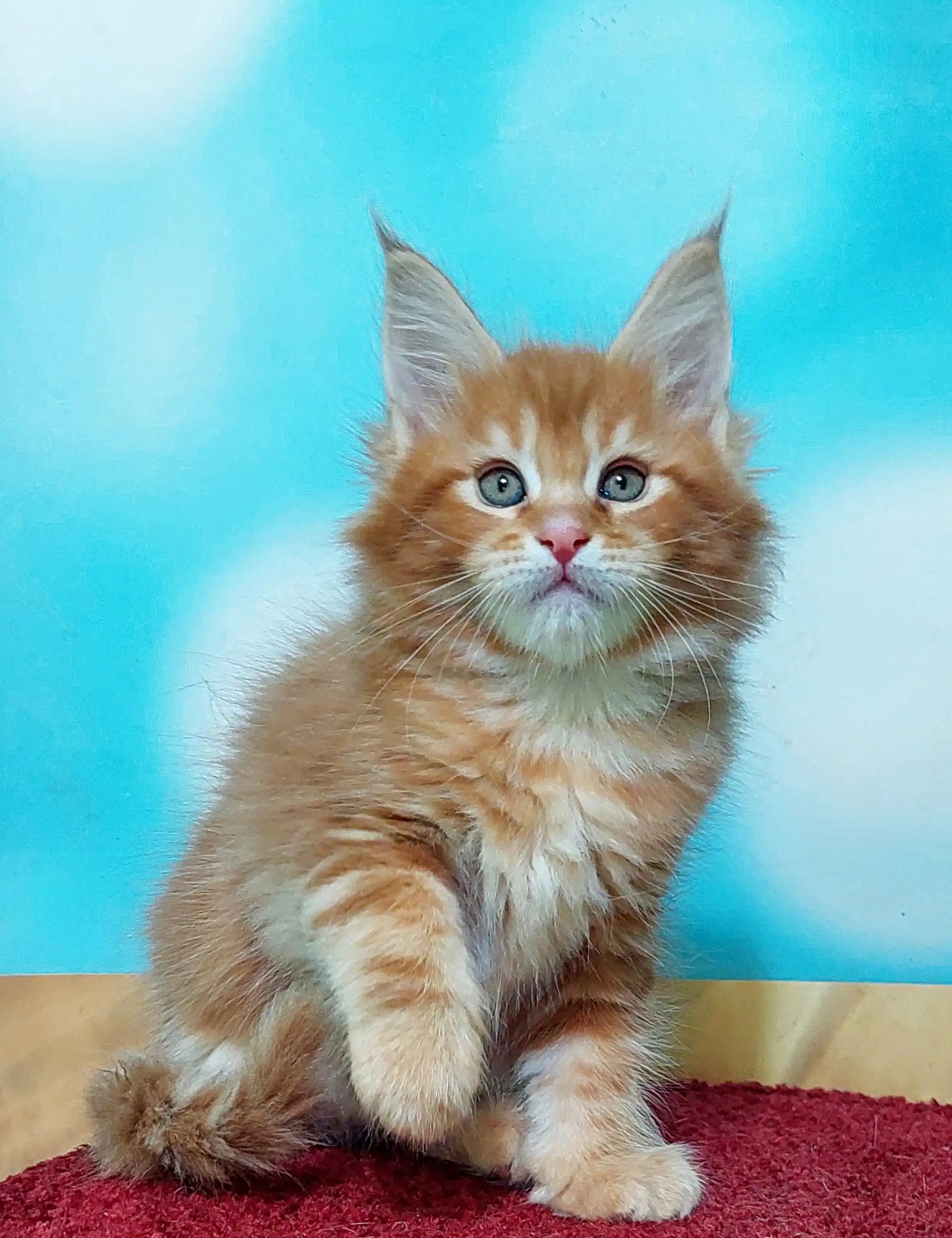 Maine Coon Kittens for Sale Marvel | Kitten