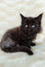 Fluffy black Maine Coon kitten with bright blue eyes, adorable and playful