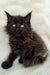 Fluffy black Maine Coon kitten with striking blue eyes, perfect for your home