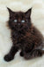 Fluffy black Maine Coon kitten with stunning blue eyes in Marvel product display