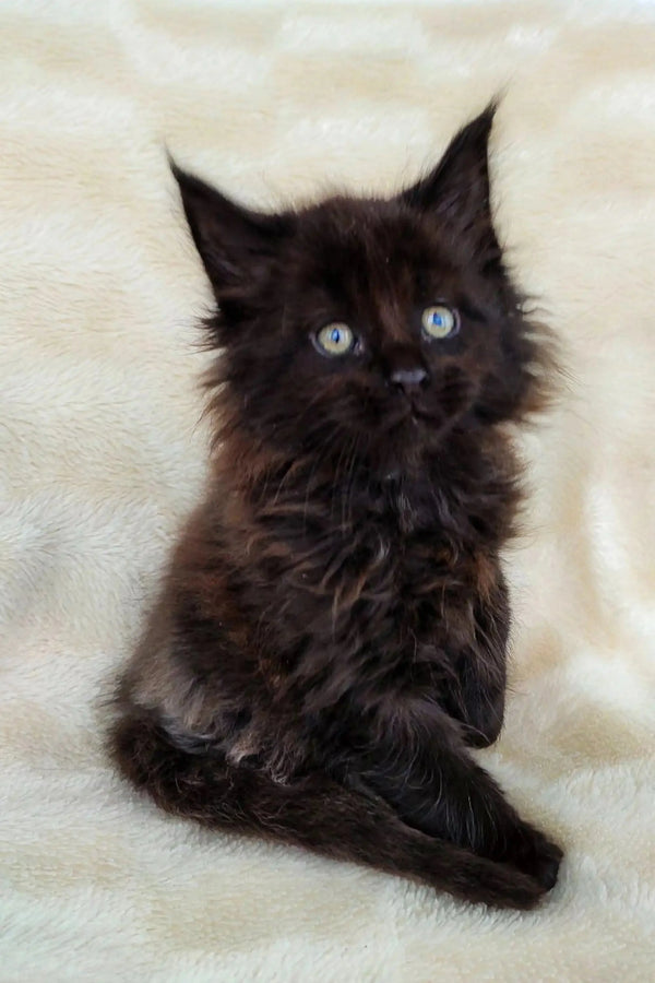 Fluffy black Maine Coon kitten with striking blue eyes for Marvel product