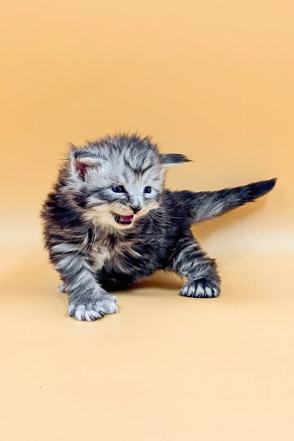 Fluffy gray tabby kitten meowing, showcasing the adorable Polydactyl Maine Coon breed