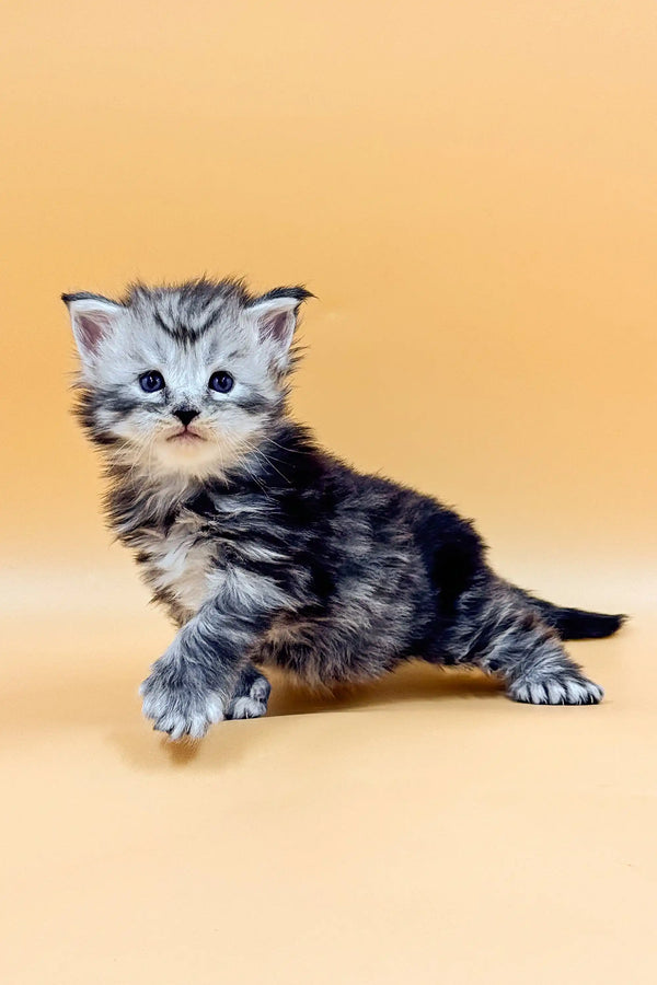 Adorable gray and white tabby kitten with polydactyl traits, perfect for a Maine Coon lover