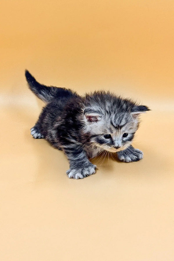 Fluffy gray and white tabby kitten crouching, a cute Polydactyl Maine Coon