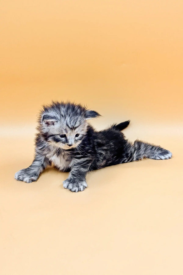 Striped gray kitten lounging on stomach, showcasing Polydactyl Maine Coon charm