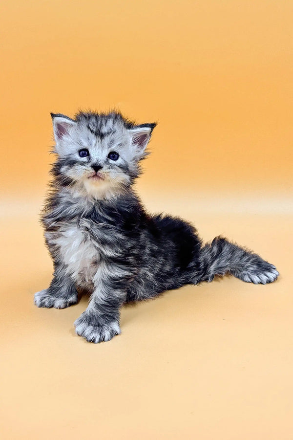 Fluffy gray and white kitten with alert look, featuring Polydactyl Maine Coon traits