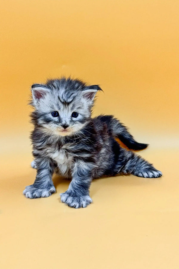 Adorable gray tabby kitten sitting on a surface, perfect for a Polydactyl Maine Coon