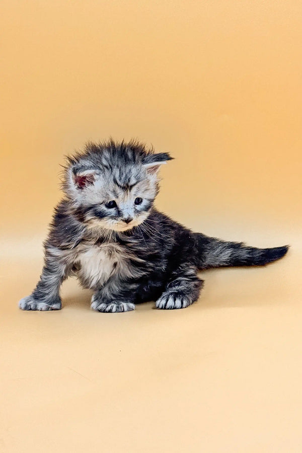 Adorable gray tabby kitten with a curious look, perfect for a Polydactyl Maine Coon