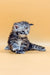 Fluffy gray tabby polydactyl Maine Coon kitten looking adorably disheveled