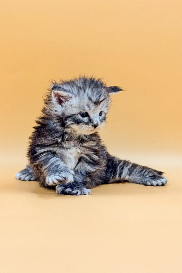 Fluffy gray tabby polydactyl Maine Coon kitten looking adorably disheveled