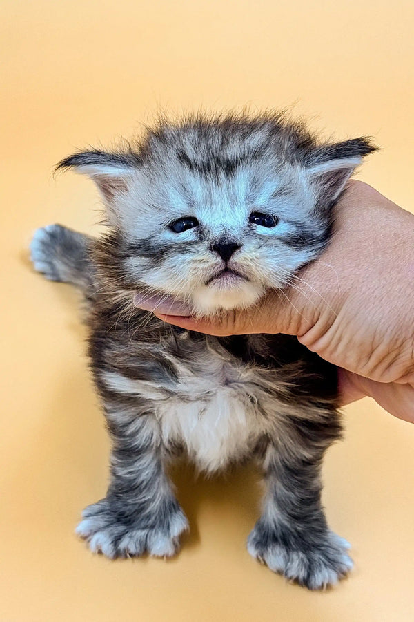 Fluffy gray Polydactyl Maine Coon kitten with a grumpy look, cuddled by a hand