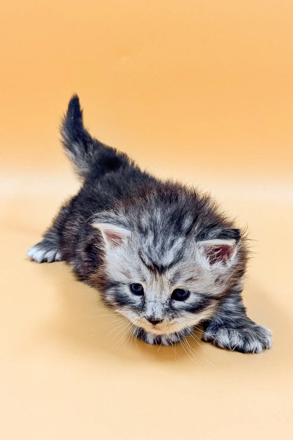 Adorable gray tabby Polydactyl Maine Coon kitten with fluffy fur and big eyes