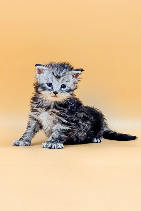 Fluffy gray and white tabby kitten, a cute Polydactyl Maine Coon ready to cuddle