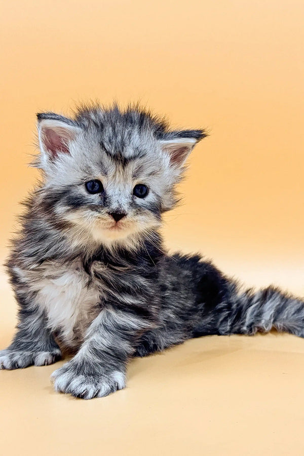 Adorable gray and white Polydactyl Maine Coon kitten with huge blue eyes