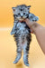 Adorable gray tabby kitten held up, showcasing the charm of a Polydactyl Maine Coon