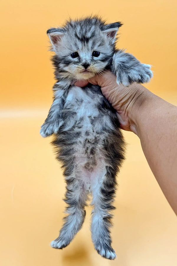 Adorable gray tabby kitten held up, showcasing the charm of a Polydactyl Maine Coon