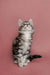 Tabby Maine Coon kitten sitting upright and gazing upwards with curious eyes