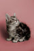 Adorable Maine Coon kitten sitting and looking upward at the Master product