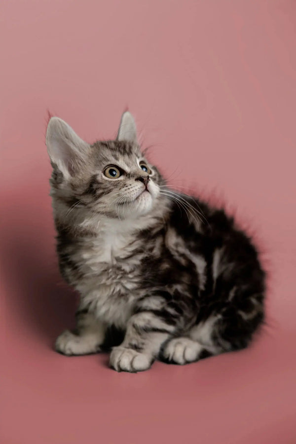 Adorable Maine Coon kitten sitting and looking upward at the Master product