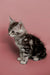 Adorable gray tabby Maine Coon kitten chilling against a cute pink backdrop