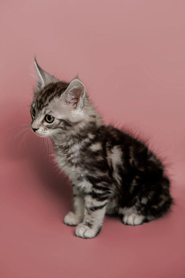Adorable gray tabby Maine Coon kitten chilling against a cute pink backdrop