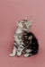 Gray tabby Maine Coon kitten sitting and gazing upward in cute pose