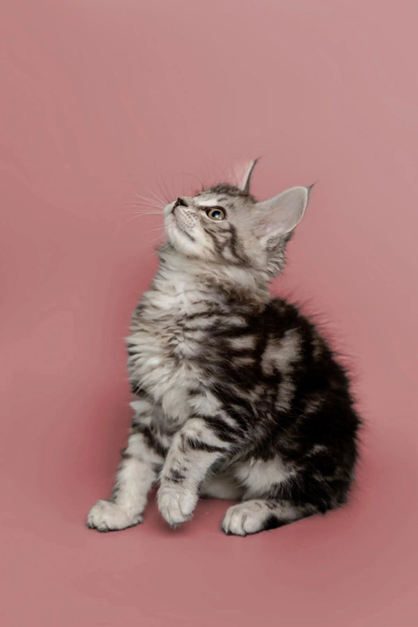 Gray tabby Maine Coon kitten sitting and gazing upward in cute pose