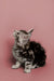 Gray and white tabby Maine Coon kitten gazing upward, showcasing its playful spirit