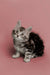 Adorable Maine Coon kitten with wide eyes on a cute pink background