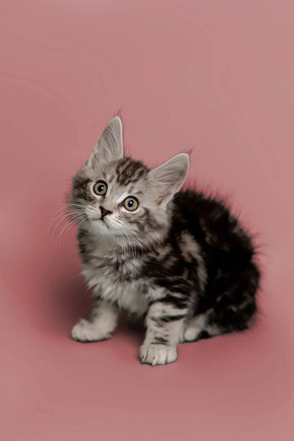 Adorable Maine Coon kitten with wide eyes on a cute pink background