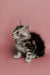 Fluffy Maine Coon kitten with large ears poses against a cute pink backdrop