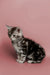 Curious Tabby kitten from Master Maine Coon Kitten product, perfect for cat lovers