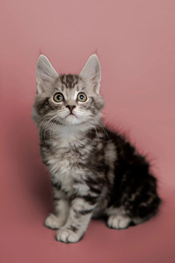 Adorable gray and white Maine Coon kitten with big ears and bright eyes