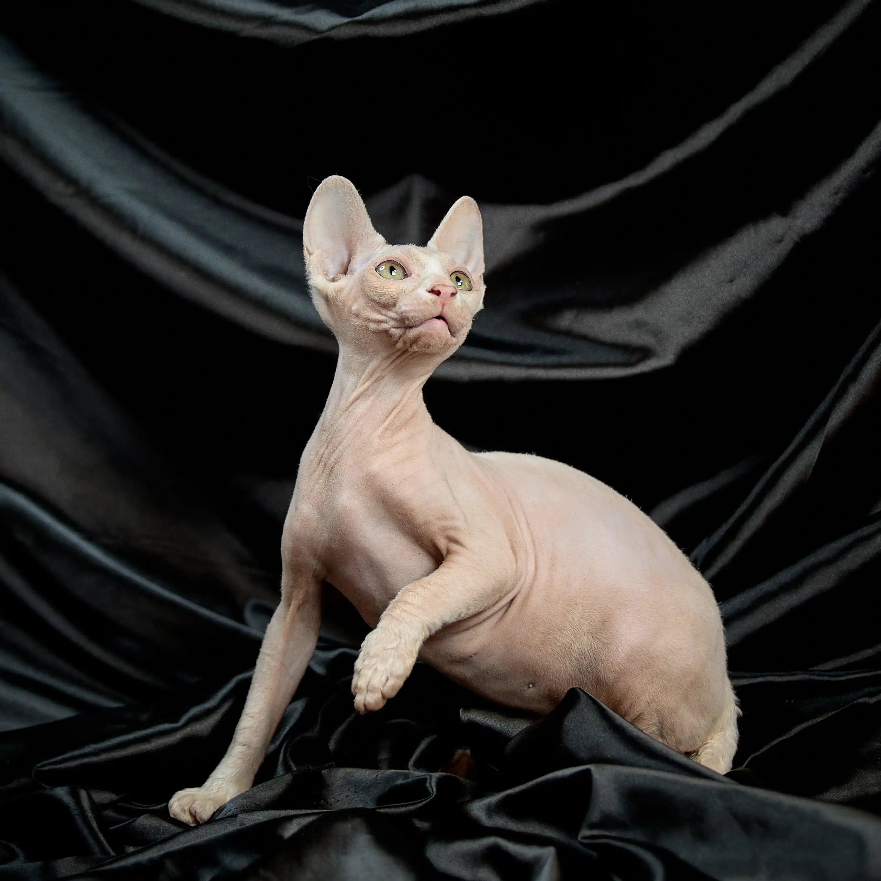 Sphynx Cats for Sale | Kittens For Mateo | Kitten