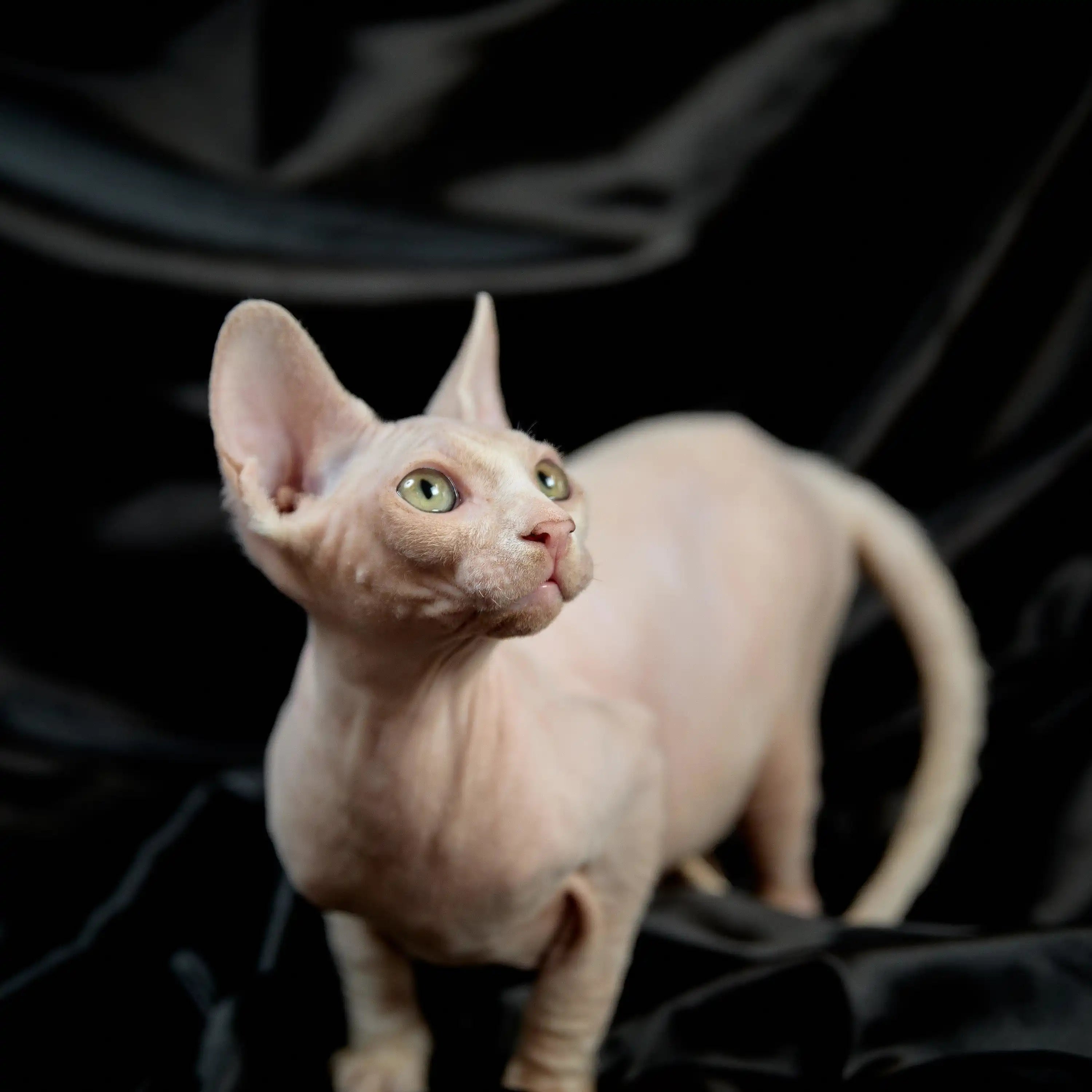 Sphynx Cats for Sale | Kittens For Mateo | Kitten