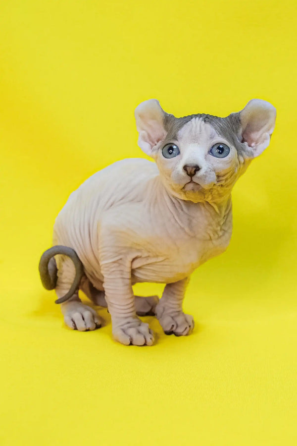 Cute Hairless kitten with blue eyes named Matilda | Elf Sphynx Kitten for sale