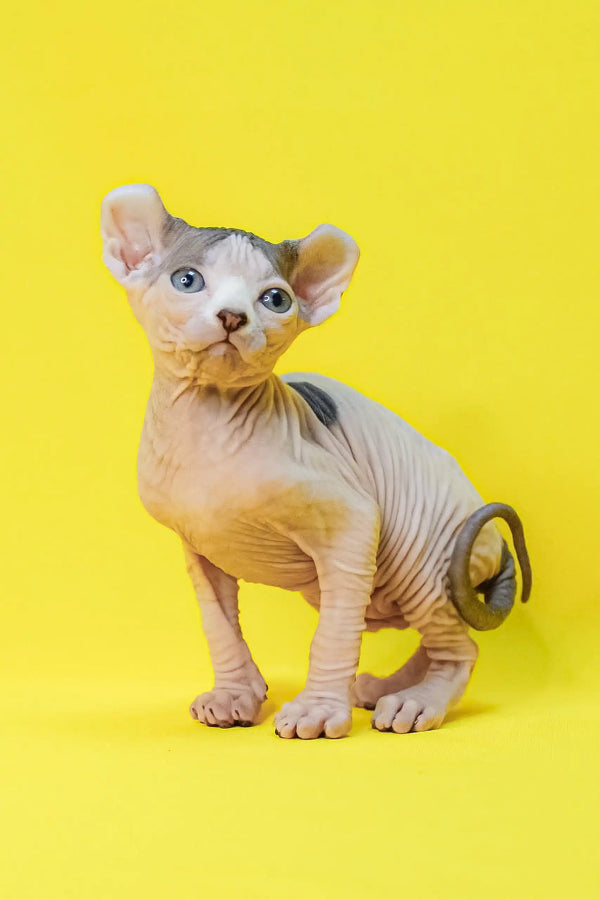 Adorable Hairless Kitten named Matilda with stunning blue eyes, an Elf Sphynx cutie