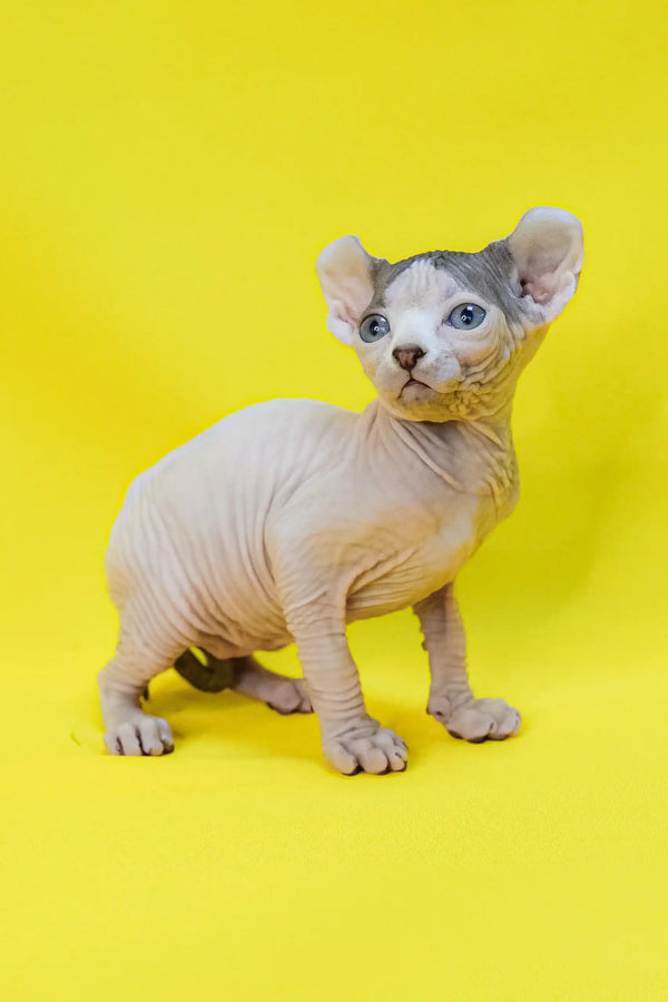 Cute Hairless kitten with blue eyes, named Matilda, the perfect Elf Sphynx companion