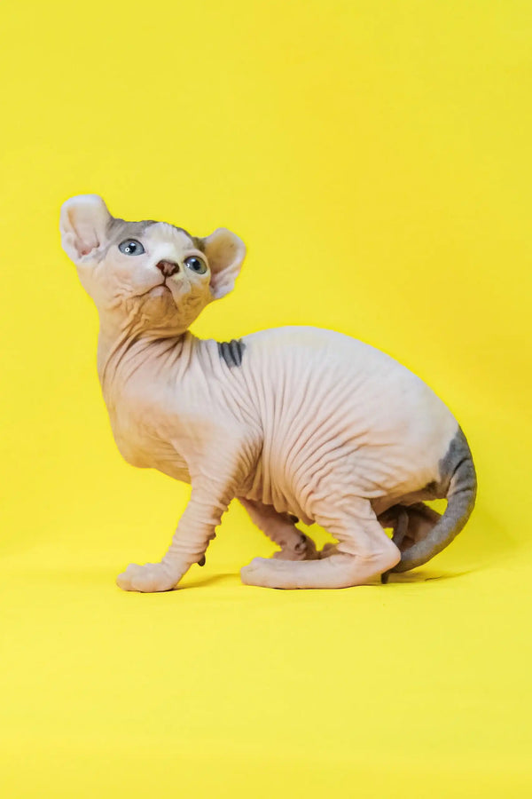 Cute Hairless Sphynx cat named Matilda, an adorable Elf Sphynx Kitten