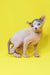 Cute Hairless Sphynx cat Matilda from Elf Sphynx Kitten collection