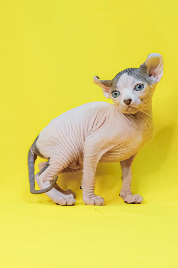 Cute Hairless Sphynx cat Matilda from Elf Sphynx Kitten collection