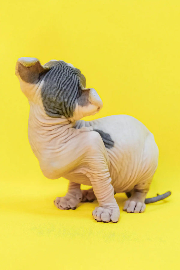 Cute Wrinkled Hairless Cat in Matilda | Elf Sphynx Kitten product display