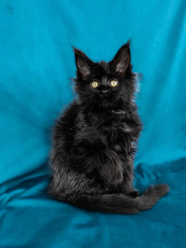 Black fluffy Maine Coon kitten with bright yellow eyes and cute pointed ears
