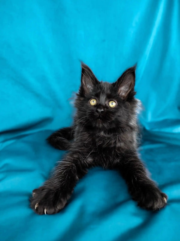 Black long-haired Maine Coon kitten Matilda with bright yellow eyes. Meet Matilda!