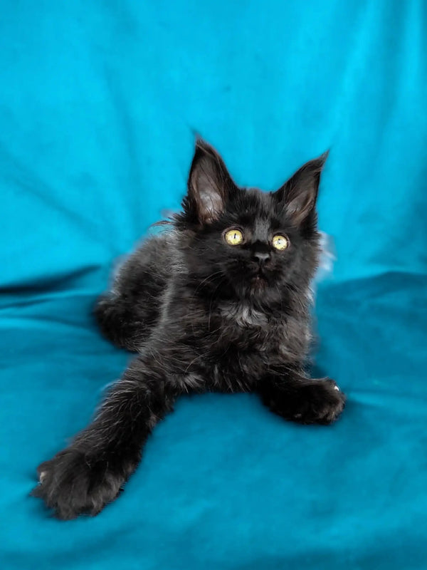 Black Maine Coon kitten named Matilda with fluffy fur and striking yellow eyes