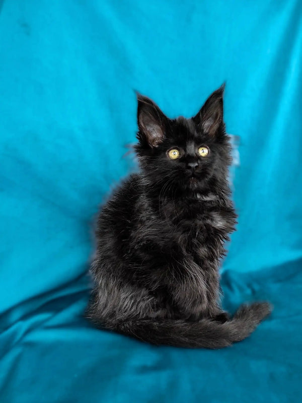 Black Maine Coon kitten Matilda with fluffy fur and bright yellow eyes ready to play