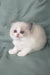 Matilda | ragdoll kitten