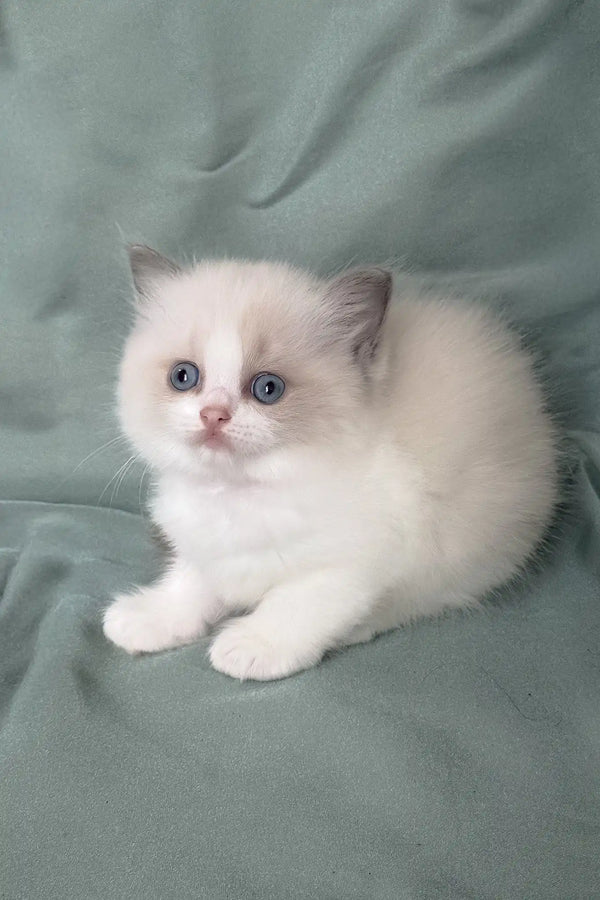 Matilda | ragdoll kitten