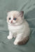 Matilda | ragdoll kitten